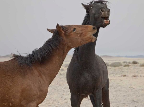 Namibia, Garub Feral horses playing